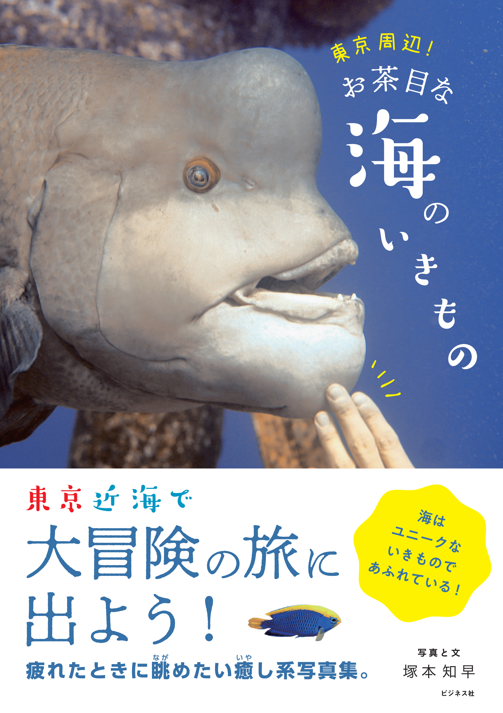 東京周辺！お茶目な海のいきもの